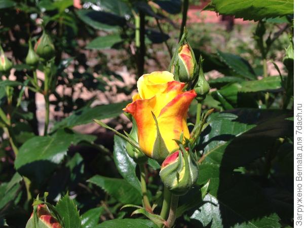 Леночка:), я желаю Вам, прежде всего, здоровья:), исполнения всего задуманного, а также, удовлетворения от уже исполненного. С Днем Рождения !!!