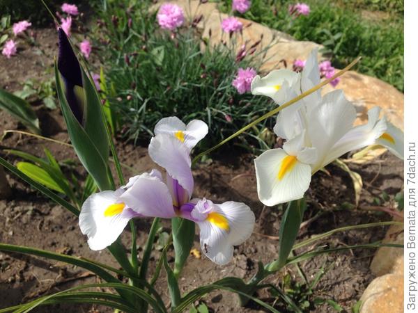 Ириски луковичные