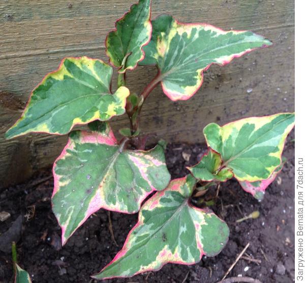 Та, что на &quot;х&quot; :)))