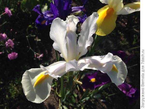 Ирисик / ксифиум для Катерины :))