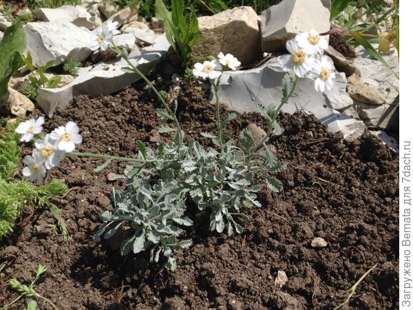 Тысячелистник Клавена