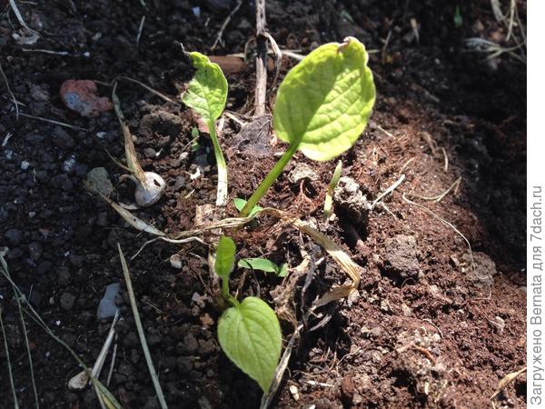 Это же пупочник?! Кажется, пошел от корня...