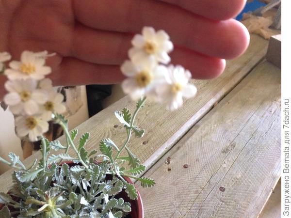 И симпатичные цветочки, собранные в корзинки...