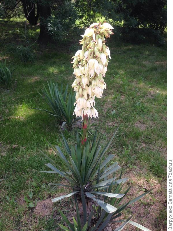 Юкки начинают цвести... Пока еще скромненько...