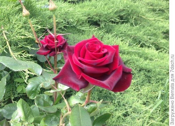 Я с подарком :))))