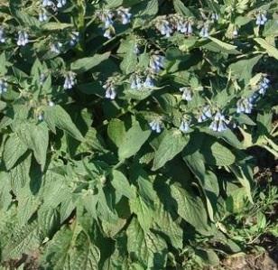 Фрагмент фото окопника