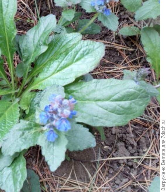 Фрагмент фото автора