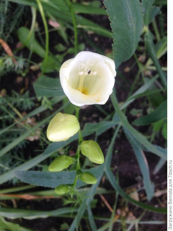 И фрезии... Только у них очень хрупкие стебли, они у меня упорно &quot;ложатся&quot;:)