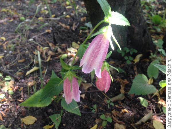 Колокольчик крапивнолистгый