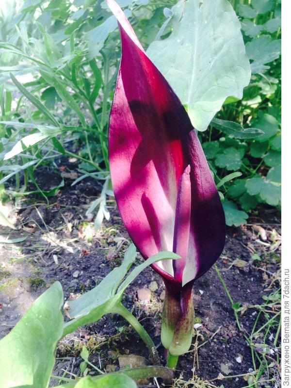 Арум (или Аронник)