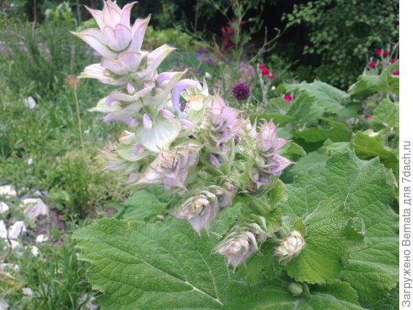 Начинает распускаться