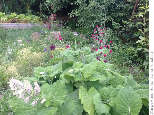Каждый лист - два ладони в ширину, полторы - в длину.