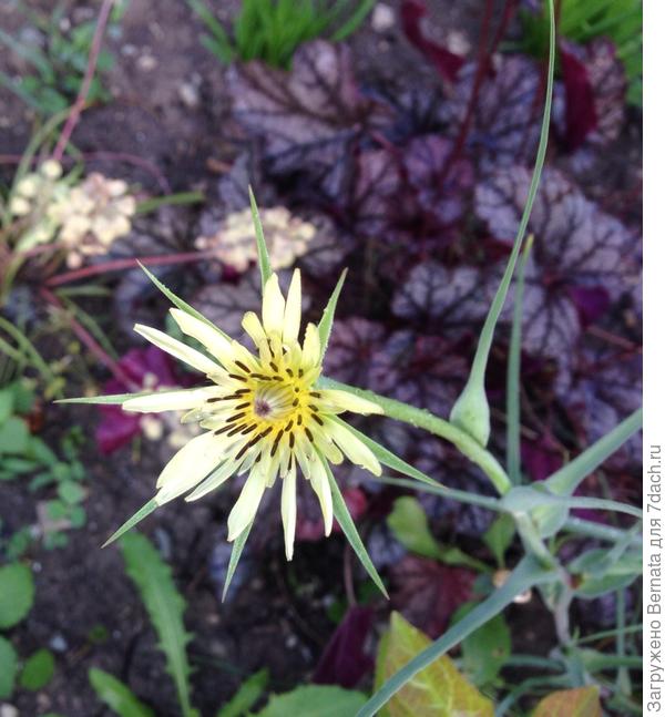 Козлобородник