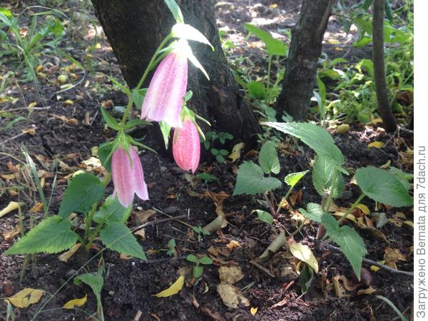 А это прошлогодняя &quot;находка&quot;:) Вырос за теплицей, почти в полной тени... Я убрала вокруг него конкурентов- растёёёёт:)))