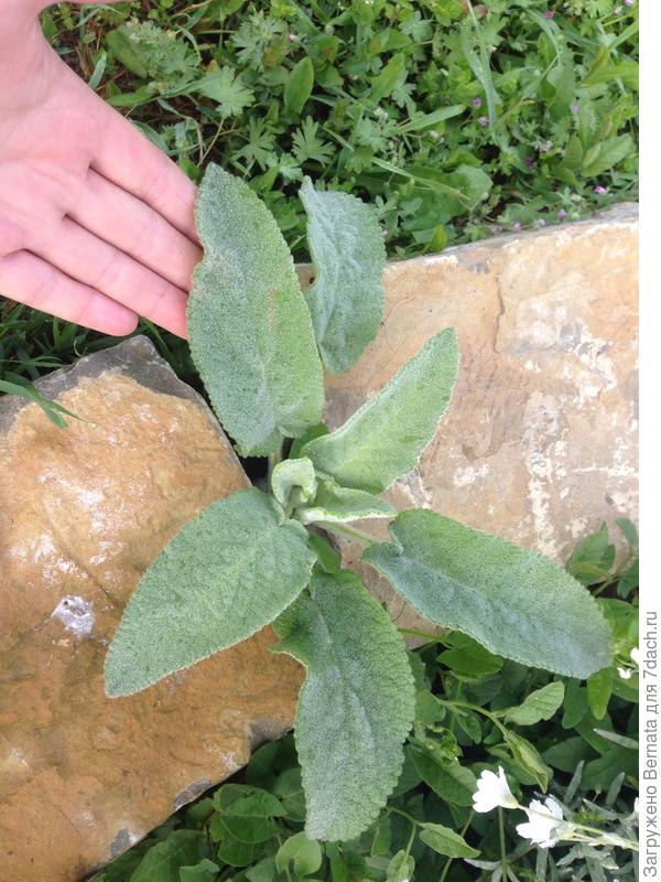 С десяток таких кустиков растет, где им вздумается...