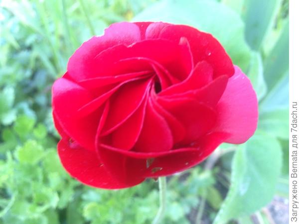 Ранункулюс &quot;вырви глаз&quot; для Марины:))