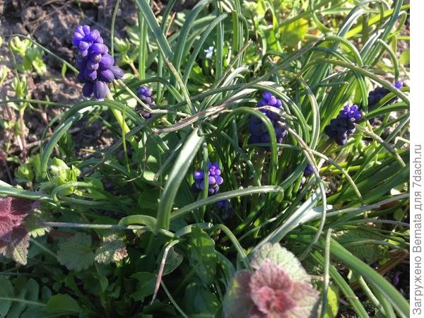 Дикорастущие мускари