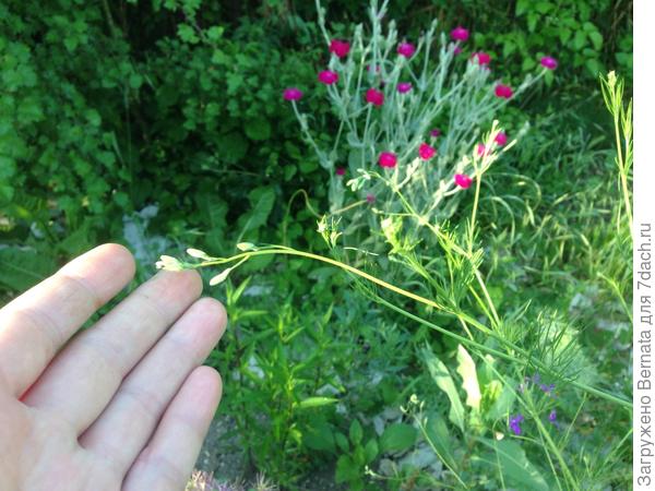 Это то, что мы с тобой с момента всходов принимали за дельфиниум:))