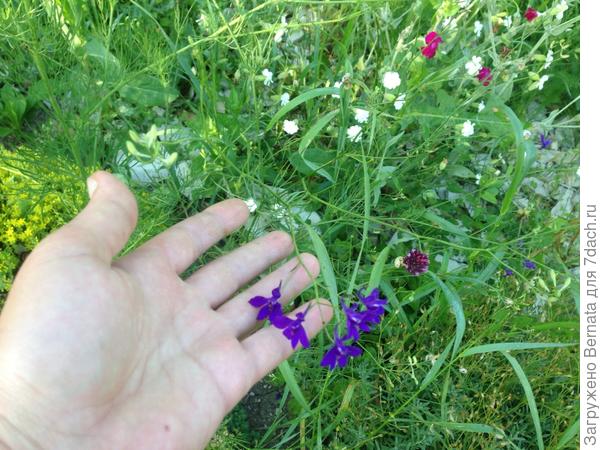 Но ЭТО - НЕ дельфиниум:))