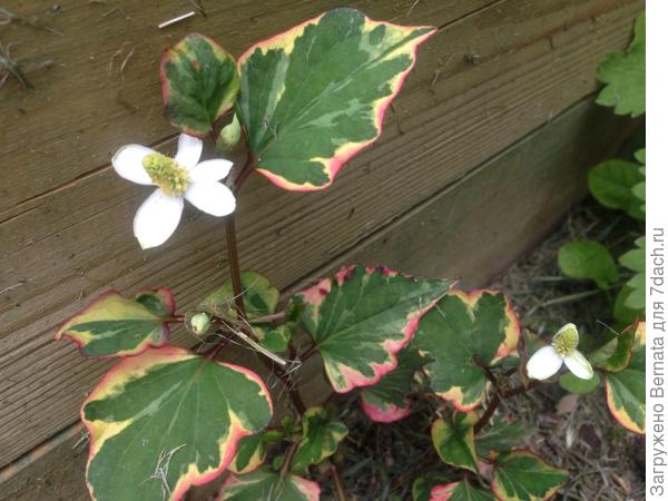 Расцвела моя хауттюйния ...