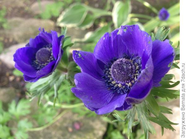 Не уверена, что понравятся цветочки..., но - от всей души :)))