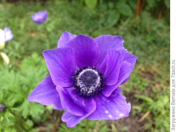 &quot;Лапушка&quot; моя :))))