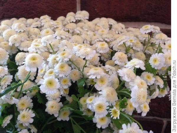 Матрикария (что-то среднее между ромашкой, астрой и мелко цветной хризантемой