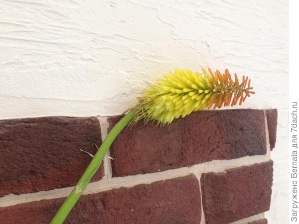 Книфофия ( Лисий хвост)