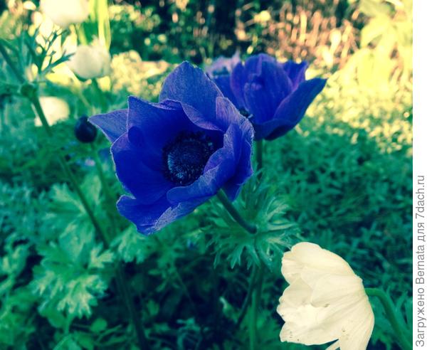 Это Вам, София:)))