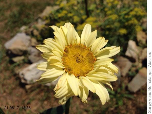 А у меня новая ромашка расцвела :))))))))