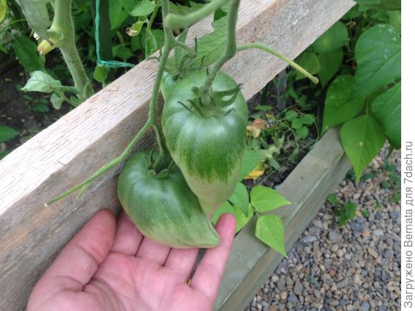 А это от Тани Никулиной семена - Орлиное сердце