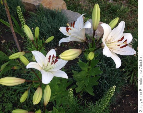 Всем желаю доброго времени суток и дарю лилии:)))