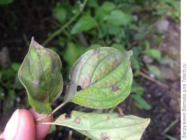 Пожалуйста, помогите определить, что это и от чего.