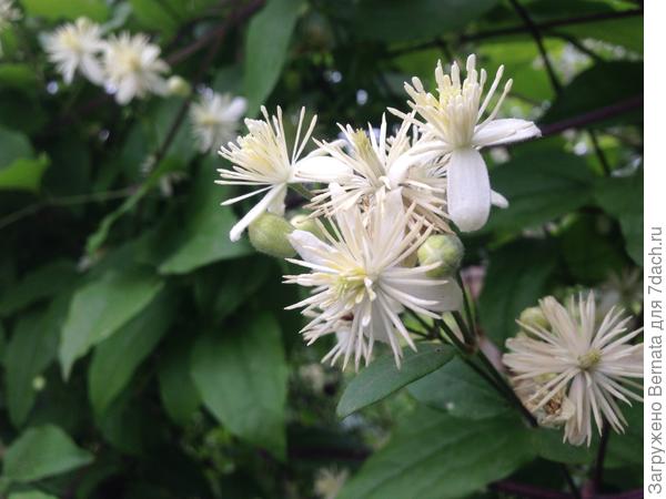 Пахнет приятно...