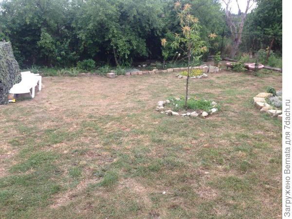 Трава растет неопрятными пучками- островками:((