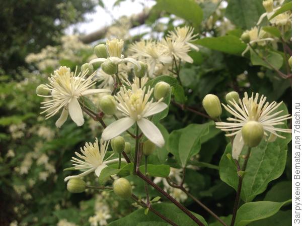 И пчелы его любят...