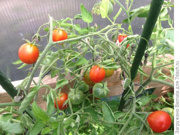 Мелкоплодные уже едим...