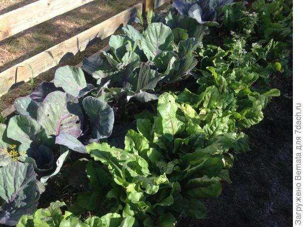 Свеклу потихоньку таскаю.,,