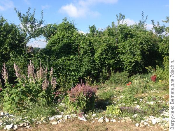 Вот так у меня сейчас... Жалкие остатки травы скошены и уложены в грядки... Буйствует шалфей... И клематис затянул сплошным каскадом все деревья...