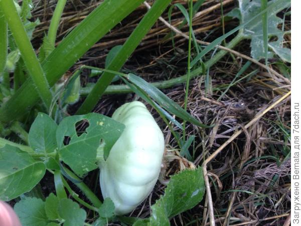 Зреют патиссончики...