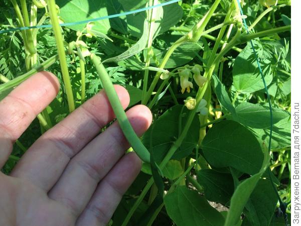 Фасоль тоже...