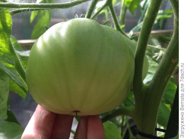 Наливаются...