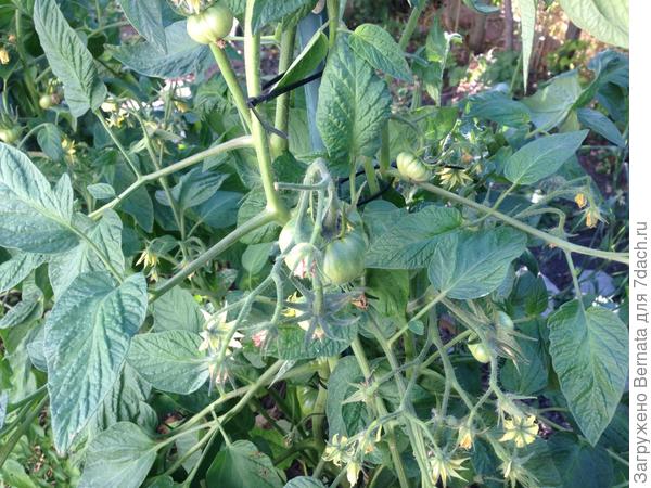 Помидоры в огороде еще маленькие...