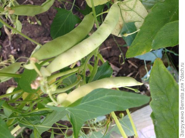 И фасоль- тоже..,