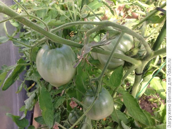 А в теплице уже совсем скоро...