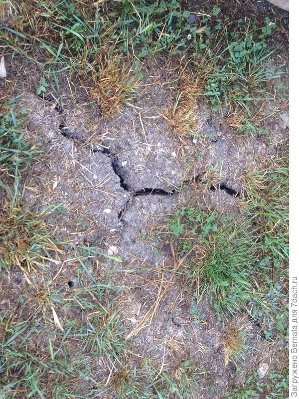 Мой газон...