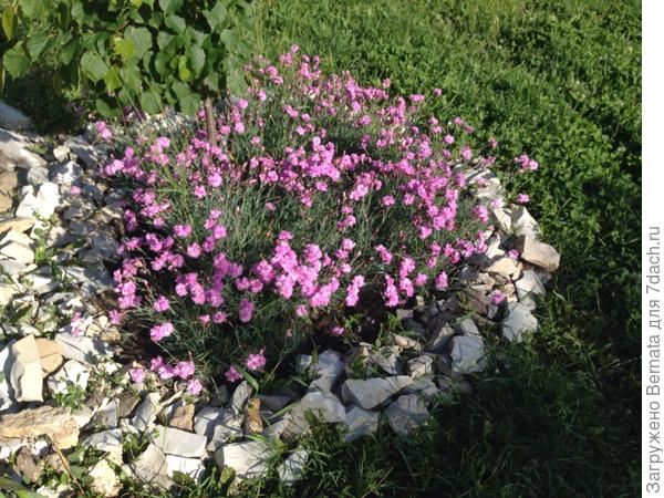 Чтоб не лезла за пределы почвопокровного круга, оградила камнями