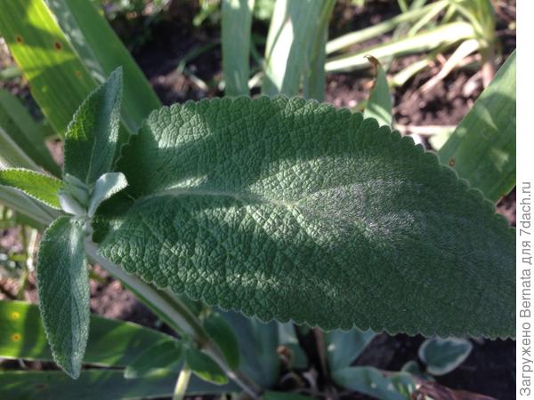 Вот такие листья, мягкие и бархатные на ощупь...