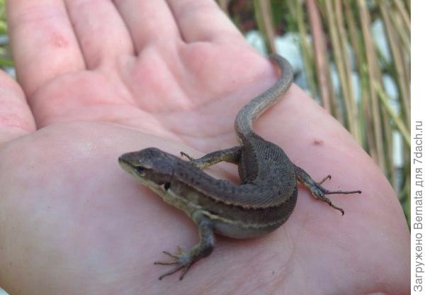 Вот эту мелочь выловила из бассейна, зацепилась лапами за термометр и болталась .., сколько времени она так провисела, не знаю, но, когда я ее вытащила, благодарно пригрелась на ладони и не собиралась никуда убегать:))