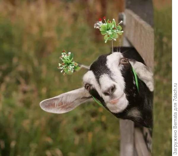 Фима, поздравляю:)))) А заодно, поздравляю с прошедшим 04.09 Днем рождения:)))